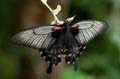 275 Gelbrand-Schwalbenschwanz - Papilio lowii